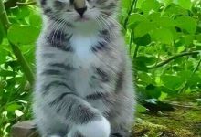 Bild von Cute Kitten Pictures With Captions Bilder fürs handy
