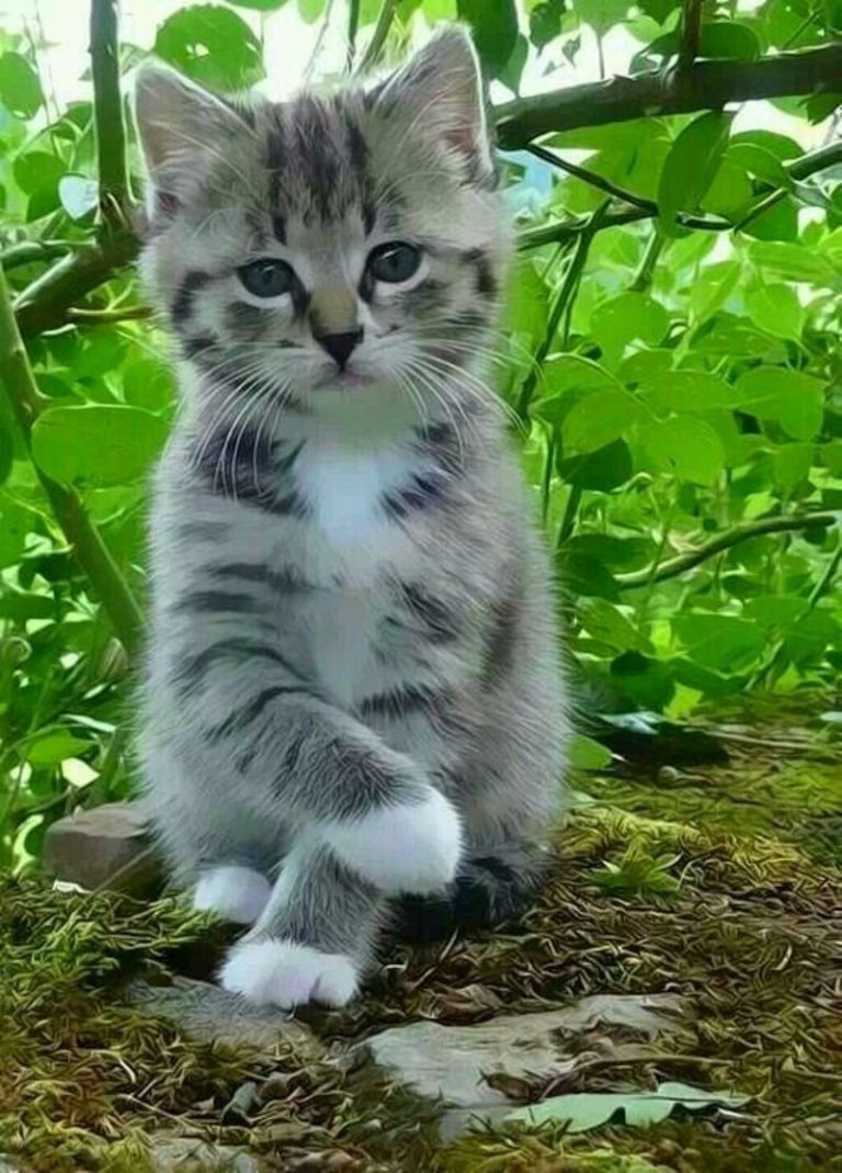 Cute Kitten Pictures With Captions Bilder