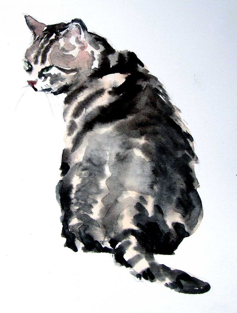 Cute Kitty Pictures Bilder