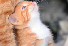 Bild von Cute Kitty Pictures With Captions Bilder fürs handy