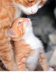 Cute Kitty Pictures With Captions Bilder 234x300 - Pictures Of The Cutest Cats In The World Bilder