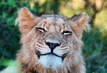 Bild von Cute White Cat Images Bilder fürs handy