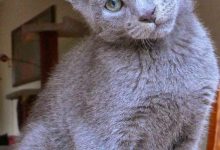 Bild von Cute White Cat Pictures Bilder fürs handy