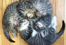 Bild von Cute White Cats Pics Bilder fürs handy