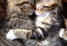 Bild von Cutest Cat Pics Ever Bilder fürs handy