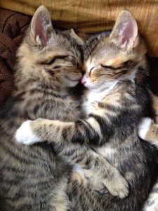 Cutest Cat Pics Ever Bilder