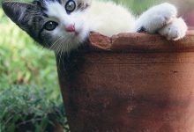 Bild von Desktop Hintergrundbilder Katzen Kostenlos bilder fürs handy