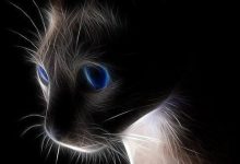 Bild von Dicke Katzen Bilder fürs handy