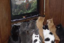 Bild von Die Katze Bilder Bilder Kostenlos bilder fürs handy