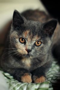 Die Katze Bilder Kostenlos 200x300 - Lustige Katzenfotos Mit Sprüchen