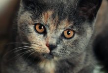 Bild von Die Katze Bilder Kostenlos bilder fürs handy