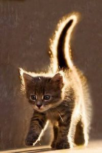 Die Lustigsten Katzen 200x300 - Funny Kitten Pics With Captions Bilder