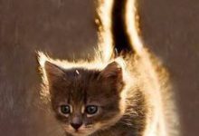 Bild von Die Lustigsten Katzen bilder fürs handy