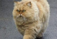 Bild von Die Lustigsten Katzen Bilder Kostenlos bilder fürs handy