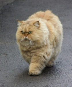 Die Lustigsten Katzen Bilder Kostenlos 250x300 - Diabetes Bei Katzen