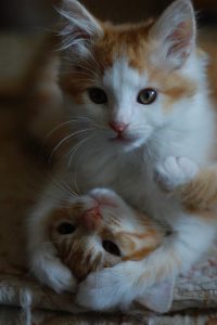 Die Schönsten Katzenbilder 200x300 - cute cat illustration bilder