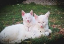 Bild von Dumme Katzen Bilder fürs handy