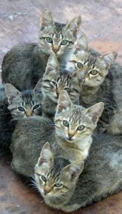 Ebay Katzen Kaufen 171x300 - Cat Love Photos Bilder