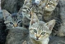 Bild von Ebay Katzen Kaufen bilder fürs handy