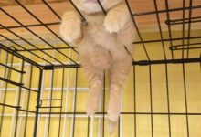 Bild von Echte Katzen Kaufen bilder fürs handy