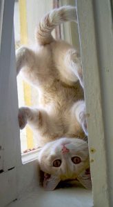 Falbkatze 164x300 - Funny Cat Pix Bilder
