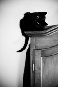 Fantasy Katzenbilder Bilder Kostenlos 200x300 - Britisch Kurzhaar Katze