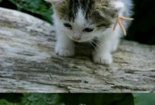 Bild von Feel Better Cat Pictures Bilder fürs handy