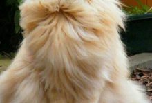 Bild von Feline Images Bilder fürs handy