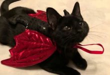 Bild von Feline Pics Bilder fürs handy