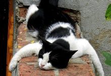 Bild von Fette Katze bilder fürs handy