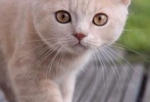 Bild von Fette Katzen Bilder fürs handy