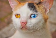 Bild von Fette Katzen Bilder Bilder Kostenlos bilder fürs handy