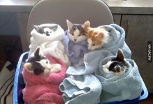 Bild von Find Me A Picture Of A Cat Bilder fürs handy