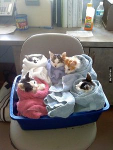 Find Me A Picture Of A Cat Bilder 225x300 - Funny Kitten Pics With Captions Bilder