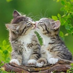 Find Me Pictures Of Cats Bilder 300x300 - Cute Cat Pics With Quotes Bilder