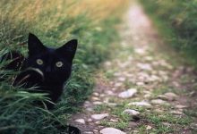 Bild von Fip Katze bilder fürs handy
