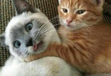 Bild von Foto Cat Bilder fürs handy