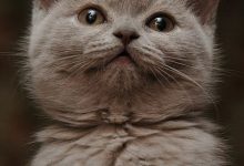 Bild von Fotos Katzenbabys bilder fürs handy