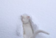 Bild von Fotos Katzenbabys Bilder Kostenlos bilder fürs handy