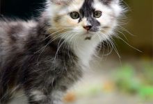 Bild von Fotos Von Babykatzen bilder fürs handy