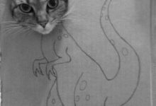 Bild von Fotos Von Babykatzen Bilder Kostenlos bilder fürs handy