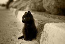 Bild von Fotos Von Katzenbabys bilder fürs handy