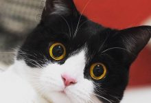 Bild von Freche Katzenbilder fürs handy