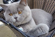 Bild von Free Cat Photos Bilder fürs handy