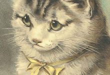 Bild von Free Cat Stock Photos Bilder fürs handy