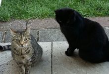 Bild von Free Funny Cat Pictures Bilder fürs handy