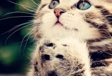 Bild von Free Kitty Pictures Bilder fürs handy