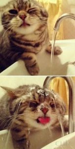 Funniest Cat Images Bilder 152x300 - Witzige Katzen