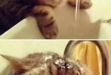 Bild von Funniest Cat Images Bilder fürs handy