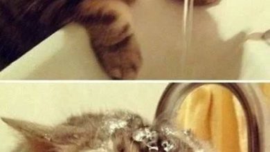 Bild von Funniest Cat Images Bilder